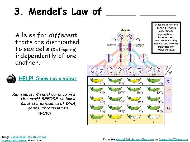 3. Mendel’s Law of ______ Alleles for different traits are distributed to sex cells