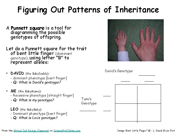 Figuring Out Patterns of Inheritance A Punnett square is a tool for diagramming the