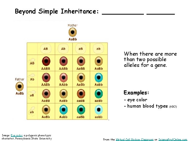 Beyond Simple Inheritance: ______ When there are more than two possible alleles for a