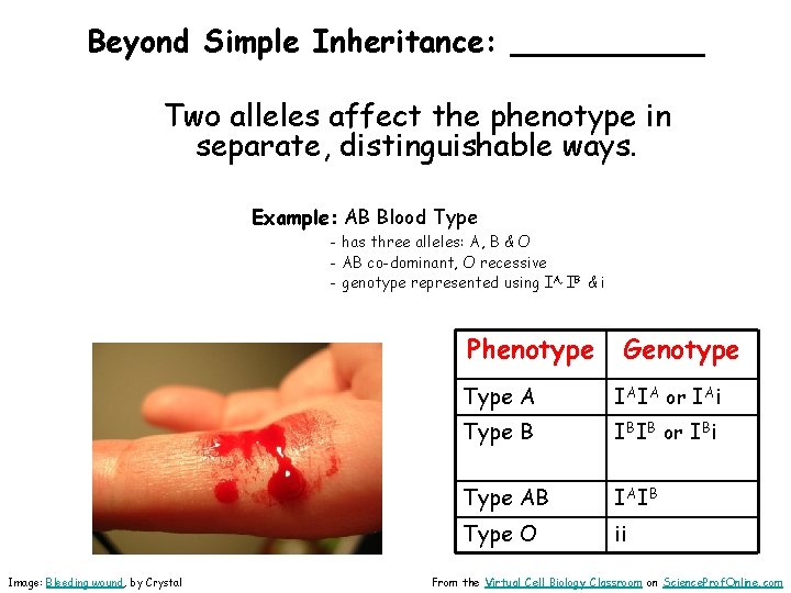 Beyond Simple Inheritance: _____ Two alleles affect the phenotype in separate, distinguishable ways. Example: