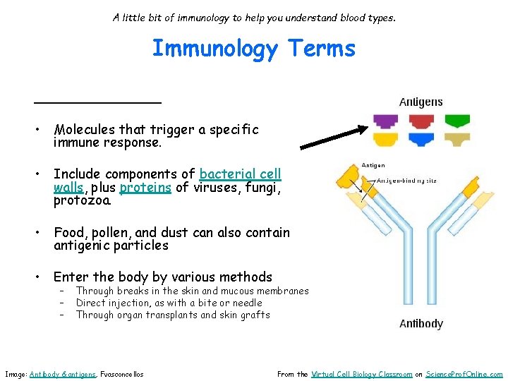 A little bit of immunology to help you understand blood types. Immunology Terms ________