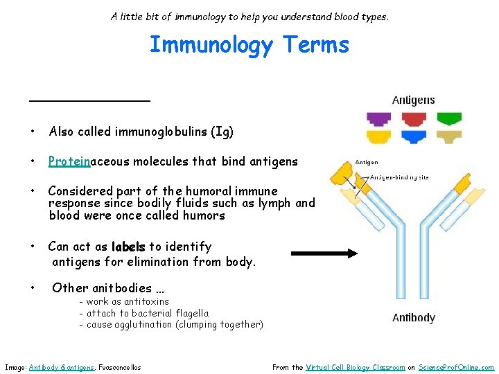 A little bit of immunology to help you understand blood types. Immunology Terms ______