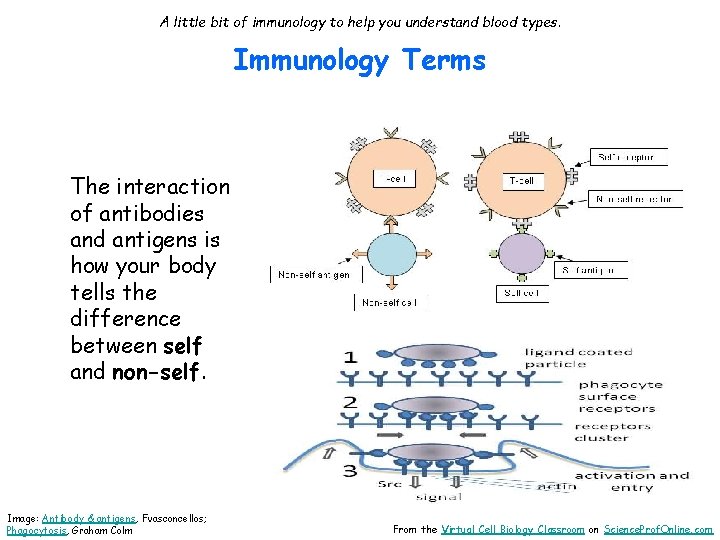 A little bit of immunology to help you understand blood types. Immunology Terms The