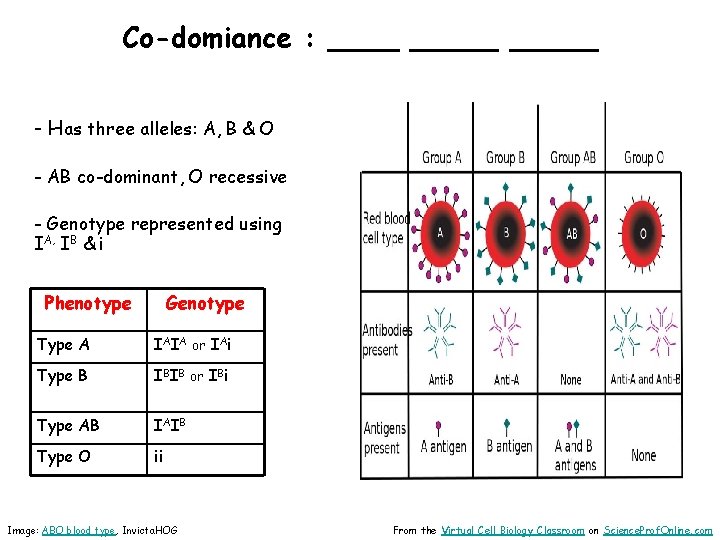 Co-domiance : _____ - Has three alleles: A, B & O - AB co-dominant,