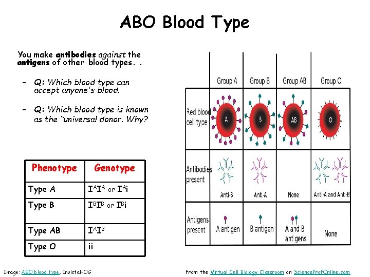 ABO Blood Type You make antibodies against the antigens of other blood types. .