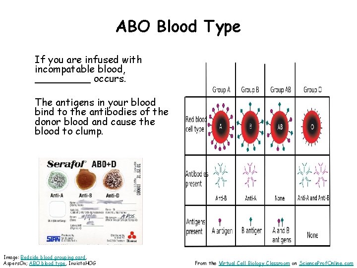 ABO Blood Type If you are infused with incompatable blood, _____ occurs. The antigens