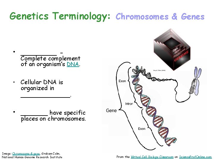 Genetics Terminology: Chromosomes & Genes • ____ - Complete complement of an organism’s DNA.