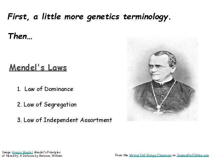 First, a little more genetics terminology. Then… Mendel's Laws 1. Law of Dominance 2.