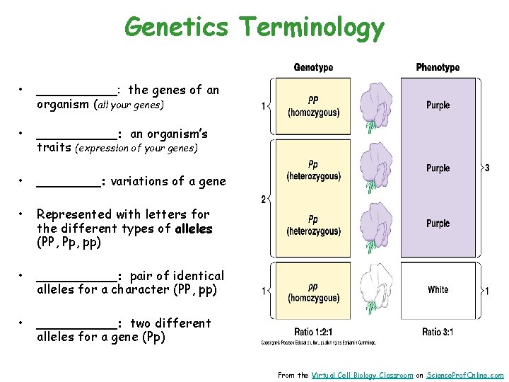 Genetics Terminology • _____: the genes of an organism (all your genes) • _____: