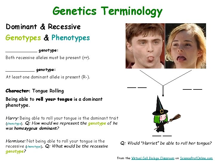 Genetics Terminology Dominant & Recessive Genotypes & Phenotypes ______ genotype: Both recessive alleles must