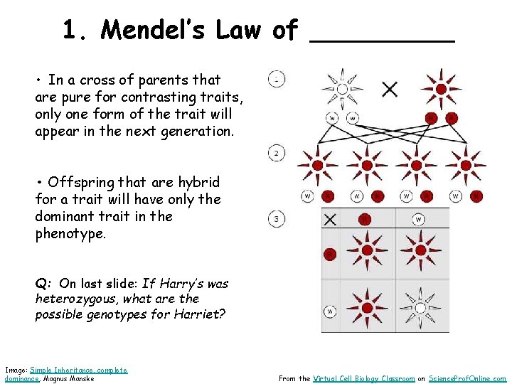 1. Mendel’s Law of _____ • In a cross of parents that are pure