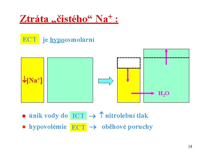 Ztráta „čistého“ Na+ : ECT je hypoosmolární [Na+ H 2 O únik vody do