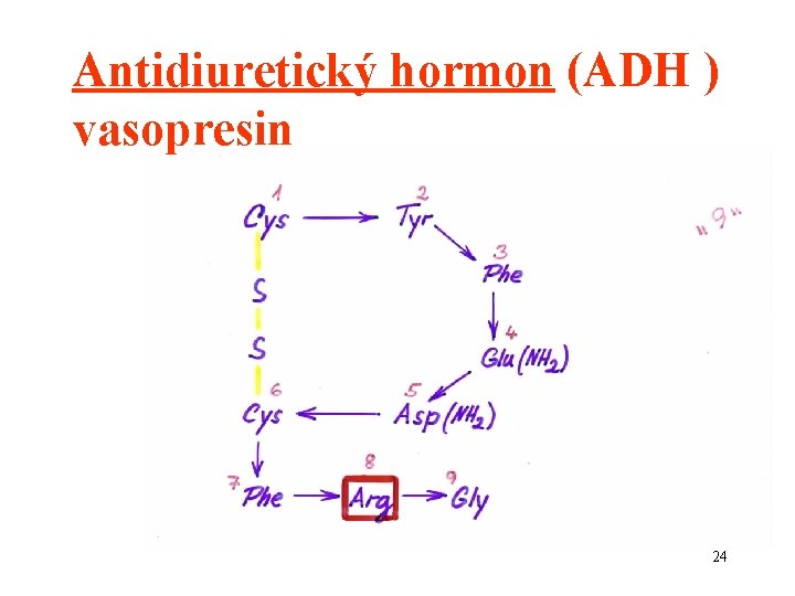 Antidiuretický hormon (ADH ) vasopresin 24 