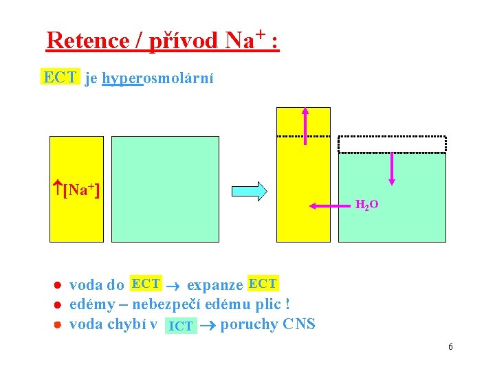 Retence / přívod Na+ : ECT je hyperosmolární [Na+ H 2 O voda do
