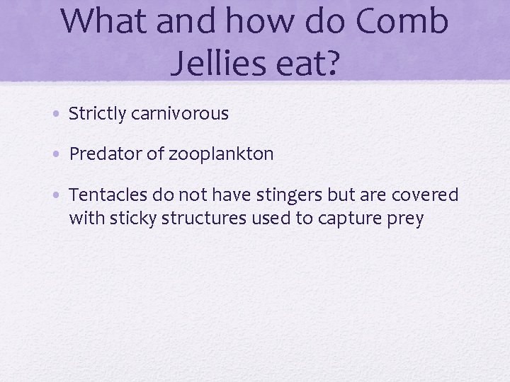 What and how do Comb Jellies eat? • Strictly carnivorous • Predator of zooplankton