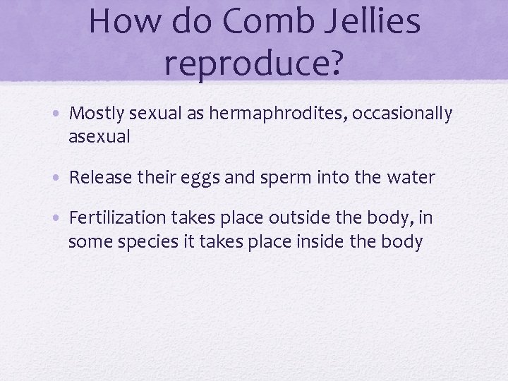 How do Comb Jellies reproduce? • Mostly sexual as hermaphrodites, occasionally asexual • Release