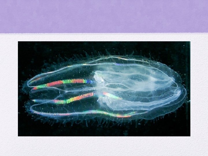 Comb JelliesCtenoph ores Jamie Cisneros Amani Floyd Table