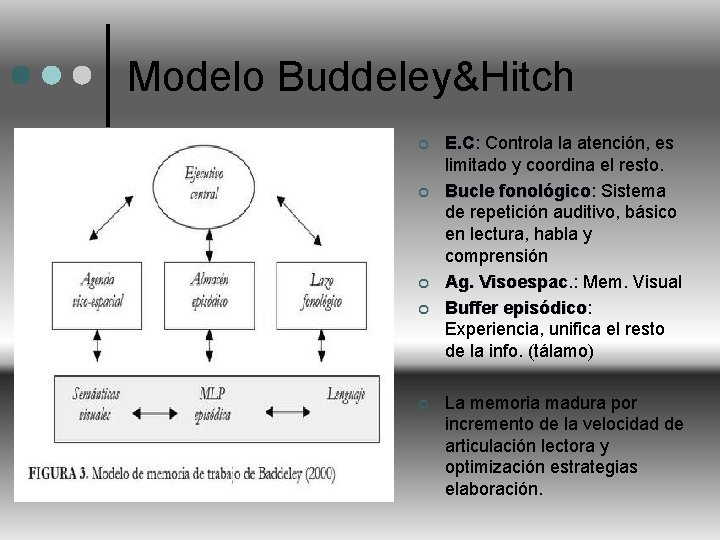 Modelo Buddeley&Hitch ¢ ¢ ¢ E. C: E. C Controla la atención, es limitado