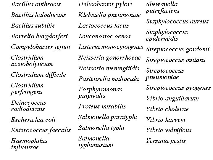 Bacillus anthracis Helicobacter pylori Bacillus halodurans Klebsiella pneumoniae Bacillus subtilis Lactococcus lactis Borrelia burgdorferi