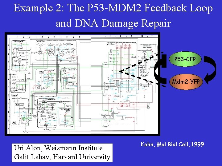 Example 2: The P 53 -MDM 2 Feedback Loop and DNA Damage Repair P