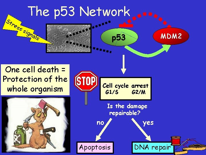 St The p 53 Network res ss ign als One cell death = Protection