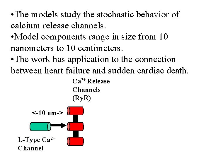  • The models study the stochastic behavior of calcium release channels. • Model