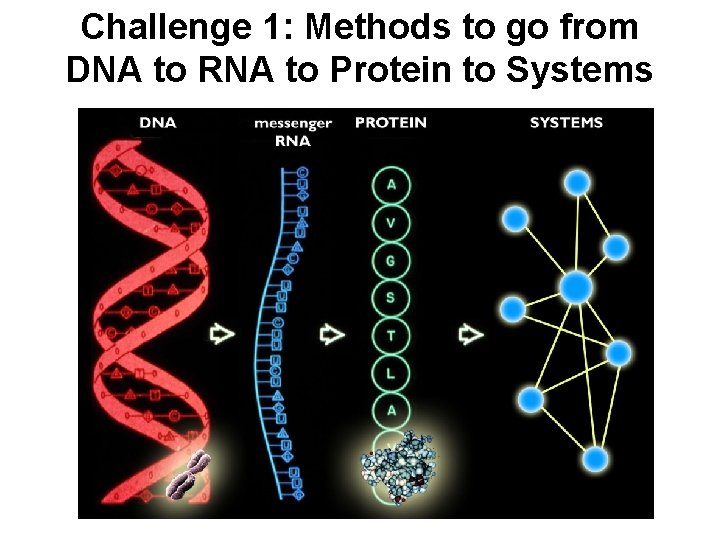 Challenge 1: Methods to go from DNA to RNA to Protein to Systems 