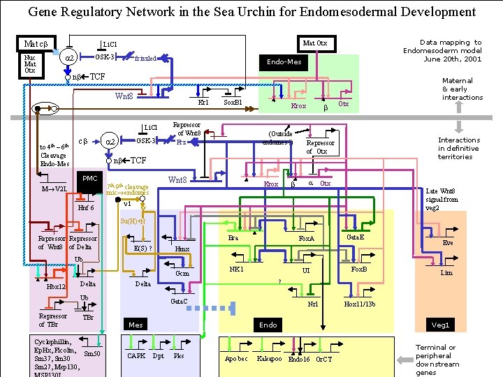 Preliminary Regulatory Network in the Urchin Endomesodermal Development Gene Regulatory Network in the Sea