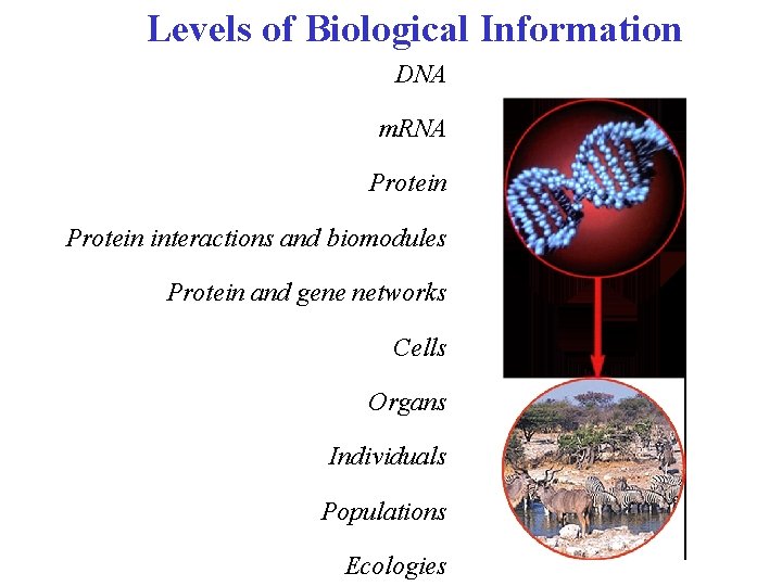 Levels of Biological Information DNA m. RNA Protein interactions and biomodules Protein and gene