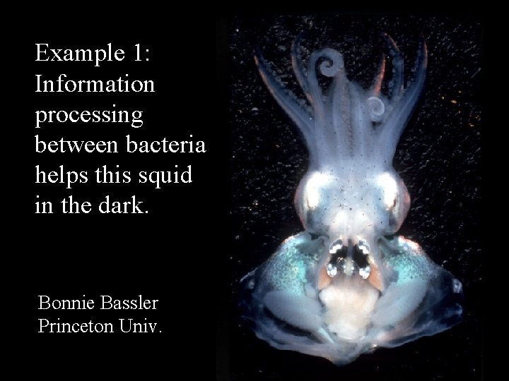 Example 1: Information processing between bacteria helps this squid in the dark. Bonnie Bassler