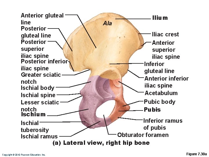 Anterior gluteal Ilium line Ala Posterior Iliac crest gluteal line Posterior Anterior superior i.