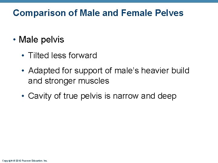 Comparison of Male and Female Pelves • Male pelvis • Tilted less forward •