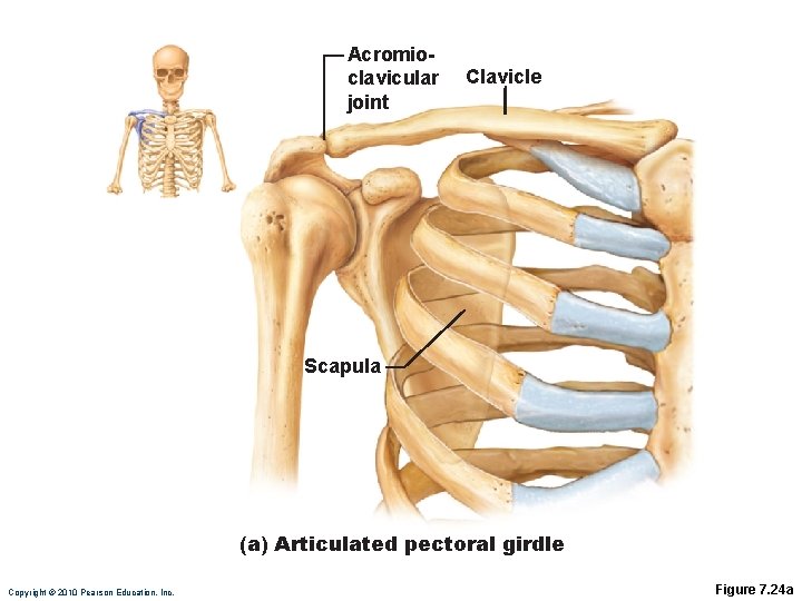 Acromioclavicular joint Clavicle Scapula (a) Articulated pectoral girdle Copyright © 2010 Pearson Education, Inc.