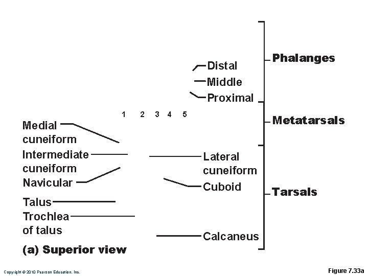 Distal Middle Proximal 1 Medial cuneiform Intermediate cuneiform Navicular Talus Trochlea of talus (a)