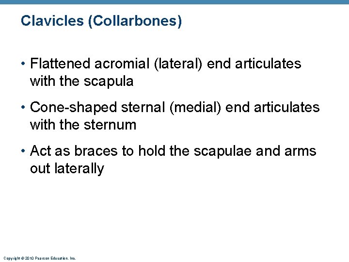 Clavicles (Collarbones) • Flattened acromial (lateral) end articulates with the scapula • Cone-shaped sternal