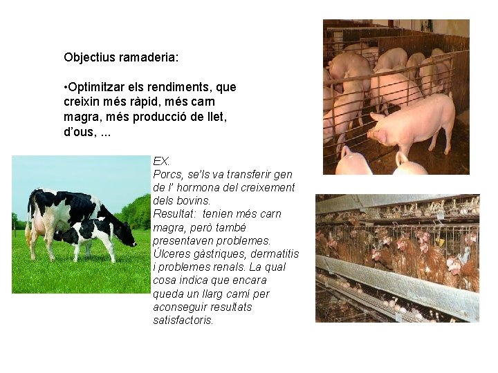 Objectius ramaderia: • Optimitzar els rendiments, que creixin més ràpid, més carn magra, més