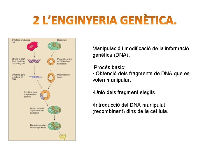 Manipulació i modificació de la informació genètica (DNA). Procés bàsic: • Obtenció dels fragments