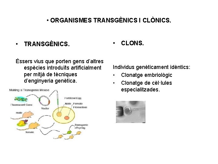  • ORGANISMES TRANSGÈNICS I CLÒNICS. • TRANSGÈNICS. Éssers vius que porten gens d’altres