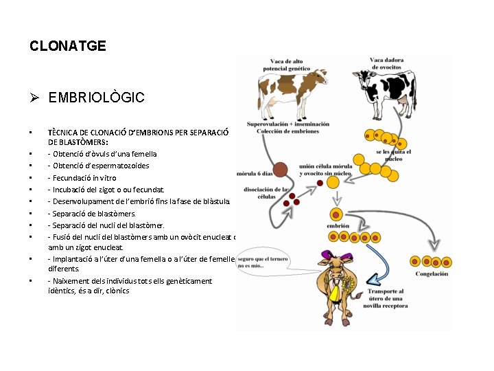 CLONATGE Ø EMBRIOLÒGIC • • • TÈCNICA DE CLONACIÓ D’EMBRIONS PER SEPARACIÓ DE BLASTÒMERS: