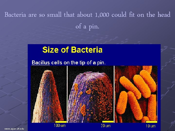 Bacteria are so small that about 1, 000 could fit on the head of