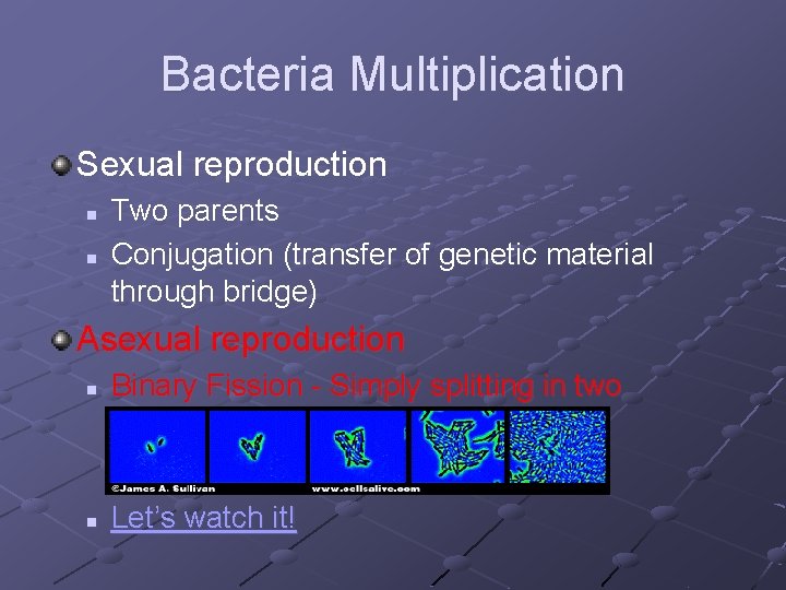 Bacteria Multiplication Sexual reproduction n n Two parents Conjugation (transfer of genetic material through
