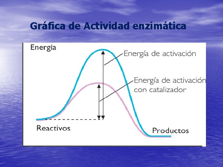 Gráfica de Actividad enzimática 