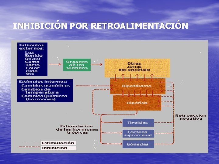 INHIBICIÓN POR RETROALIMENTACIÓN 