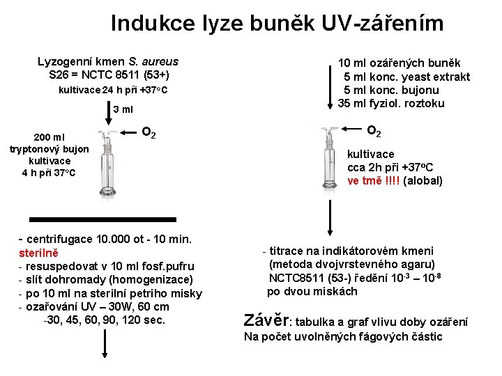 Indukce lyze buněk UV-zářením Lyzogenní kmen S. aureus S 26 = NCTC 8511 (53+)