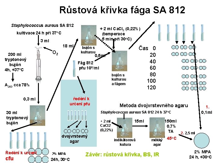 Růstová křivka fága SA 812 Staphylococcus aureus SA 812 O/N@37 o. C kultivace 24