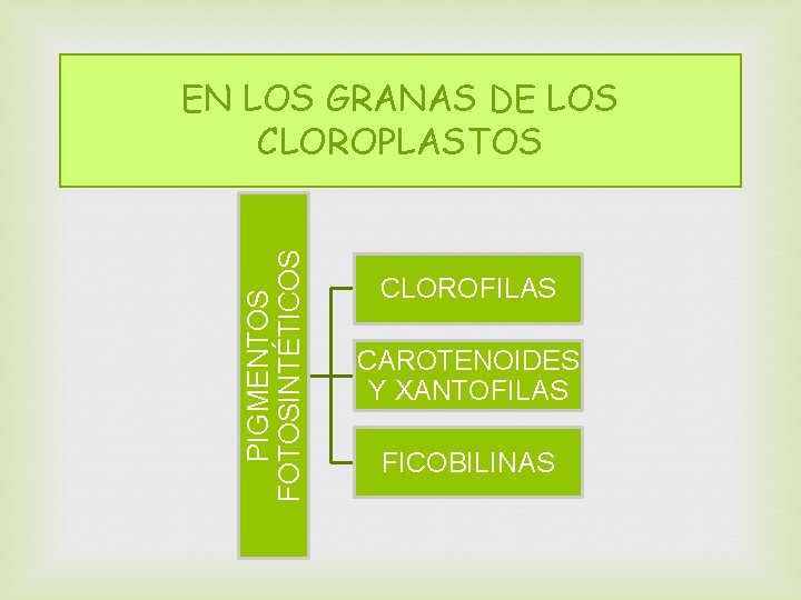 EN LOS GRANAS DE LOS CLOROPLASTOS PIGMENTOS FOTOSINTÉTICOS CLOROFILAS CAROTENOIDES Y XANTOFILAS FICOBILINAS 