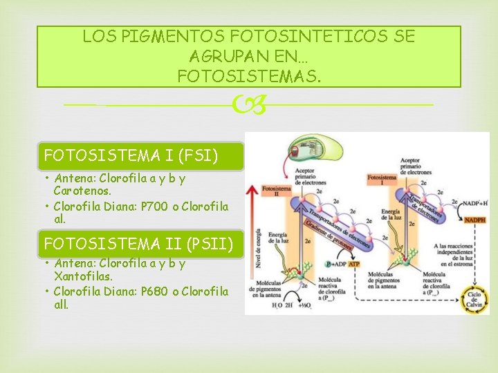 LOS PIGMENTOS FOTOSINTETICOS SE AGRUPAN EN… FOTOSISTEMAS. FOTOSISTEMA I (FSI) • Antena: Clorofila a