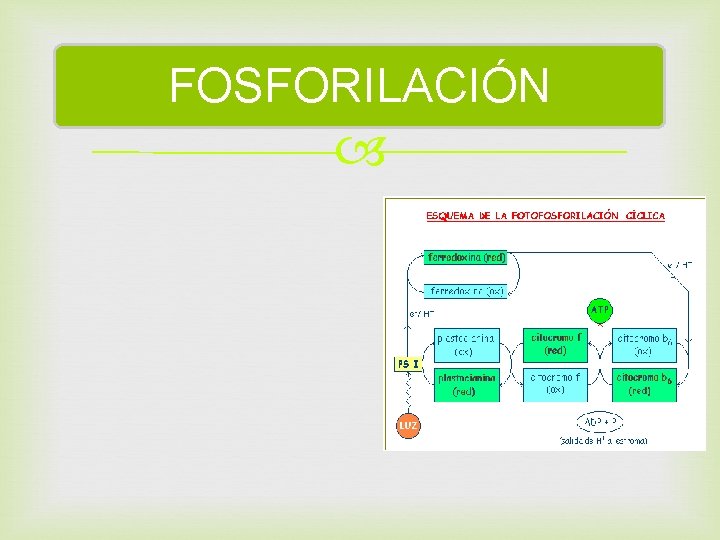 FOSFORILACIÓN 