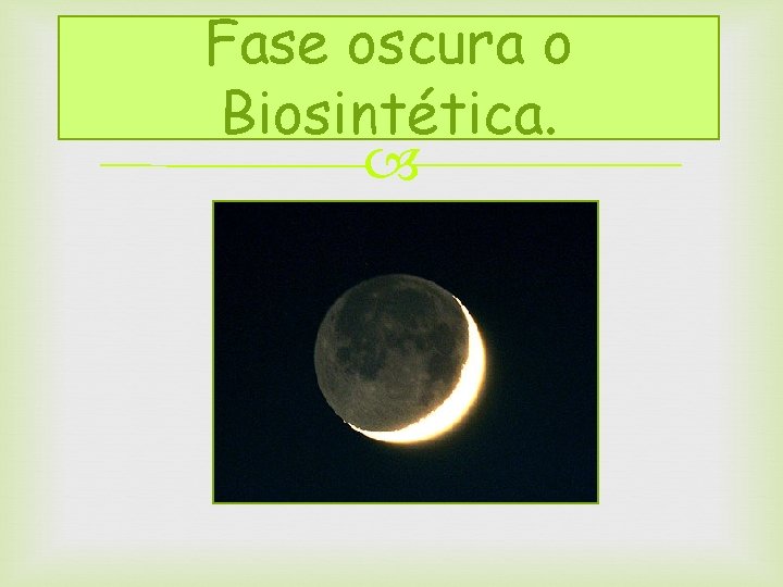 Fase oscura o Biosintética. 