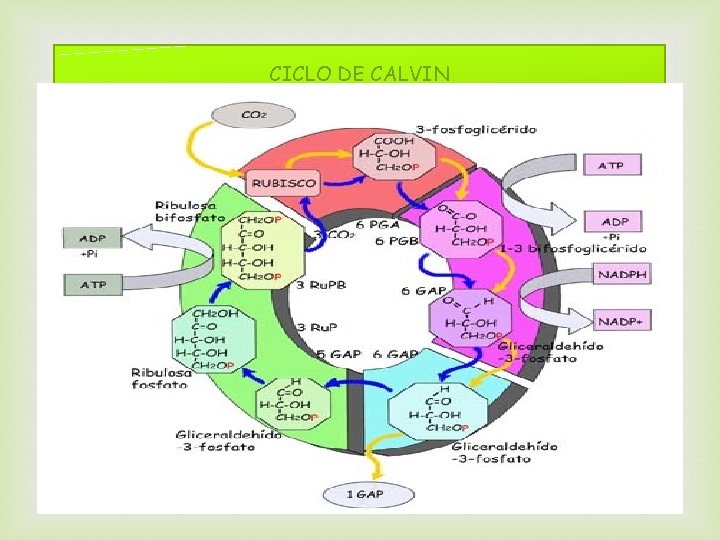 CICLO DE CALVIN 